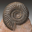 Ammoniten aus dem Dogger von Sengenthal