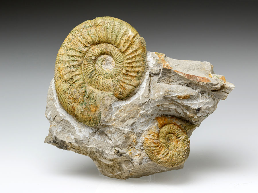 Ammonit: Othosphinctes (Ardescia) desmoides