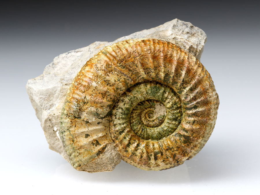 Ammoniten aus Deutschland zum Kaufen