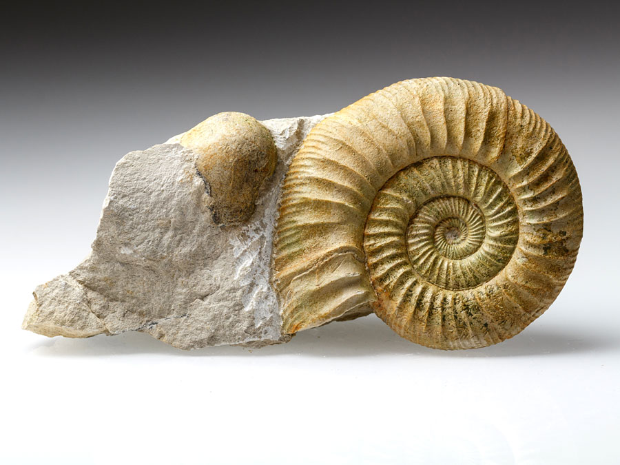 Ammoniten aus Deutschland zum Kaufen