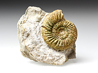 Ammonit: Othosphinctes