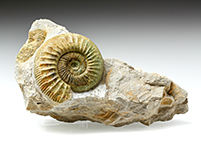 Ammonit: Othosphinctes