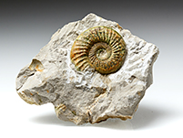 Ammonit: Othosphinctes