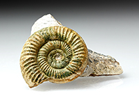 Ammonit: Othosphinctes