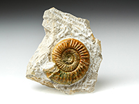 Ammonit: Othosphinctes