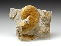 Nautilus sp.