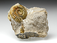 Ammonit: Othosphinctes
