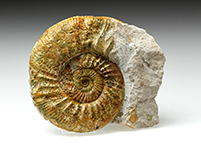 Ammonit: Othosphinctes
