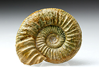 Ammonit: Othosphinctes