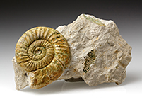 Ammonit: Othosphinctes