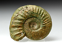 Ammonit: Othosphinctes