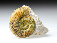 Ammonit: Othosphinctes