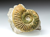 Ammonit: Othosphinctes
