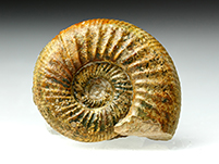 Ammonit: Othosphinctes