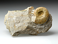Ammonit: Othosphinctes