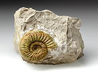 Ammonit: Othosphinctes