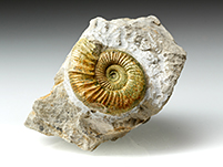 Ammonit: Othosphinctes