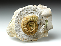 Ammonit: Othosphinctes