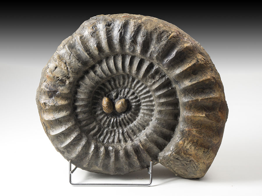 groer Ammonit aus Balingen