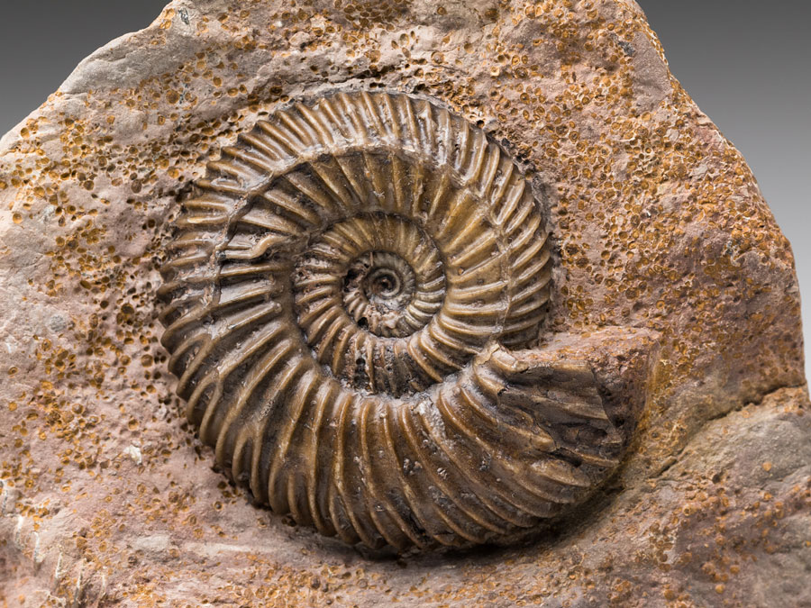 Ammonit aus Sengenthal