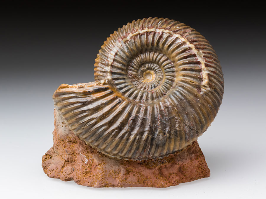 Ammonit aus Sengenthal