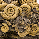 Ammonitenstufe aus Schlaifhausen