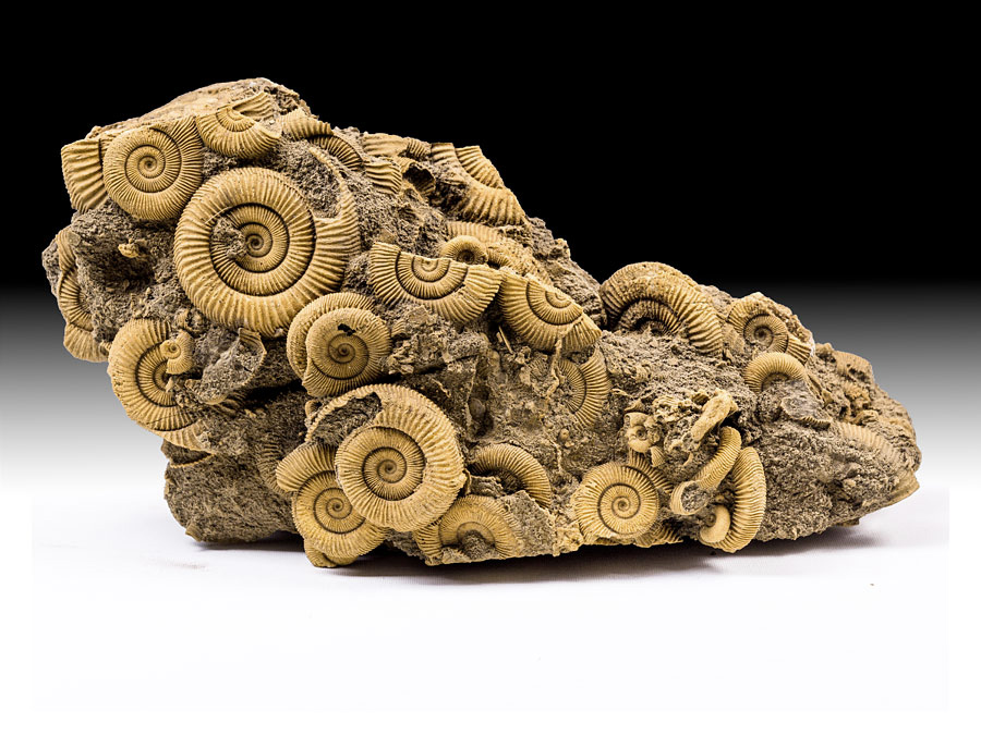 Ammonitenstufen aus Unterstürmig