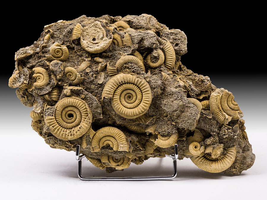 Ammonitenstufe aus Schlaifhausen (Dactylioceras)