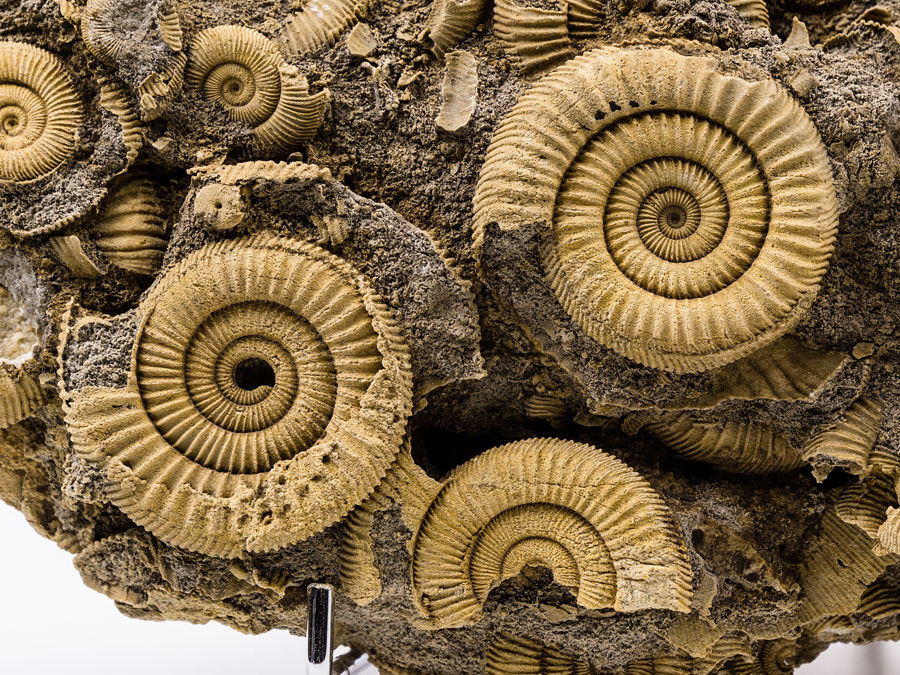 Ammonitenstufe aus Schlaifhausen (Dactylioceras)