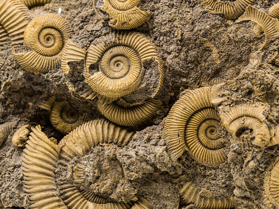 Ammonitenstufe aus Schlaifhausen (Dactylioceras)
