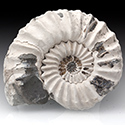 Ammoniten aus dem unteren Jura von Franken