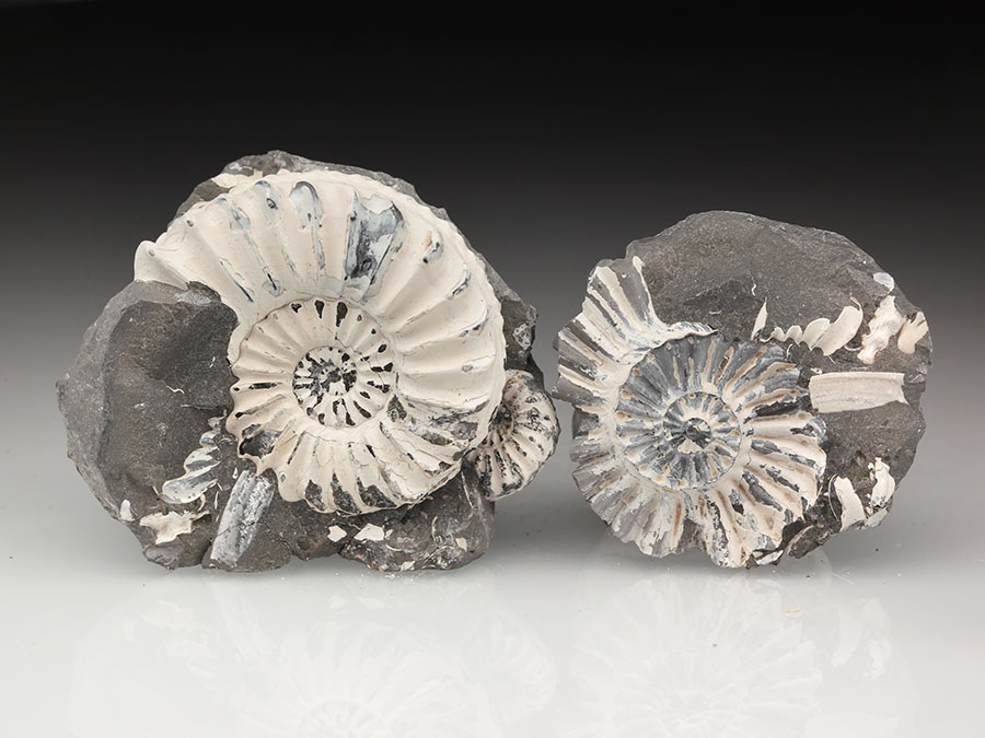 Ammoniten aus Unterstürmig