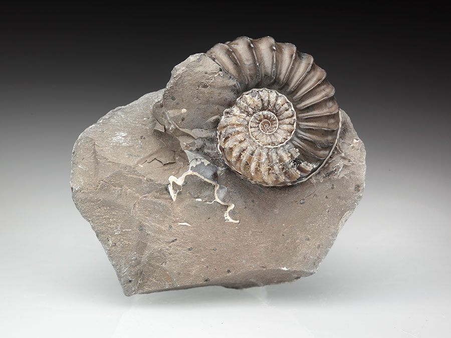 Ammoniten aus Unterstürmig