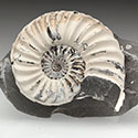 Ammoniten aus dem unteren Jura von Franken