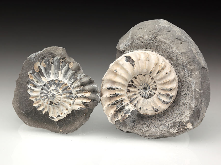 Ammoniten aus Unterstürmig