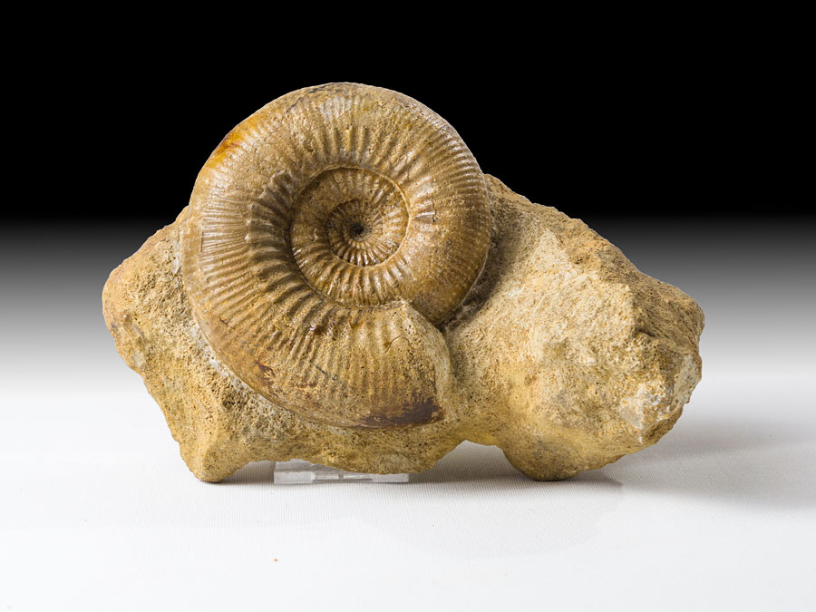 Ammonitenstufe aus Frankreich