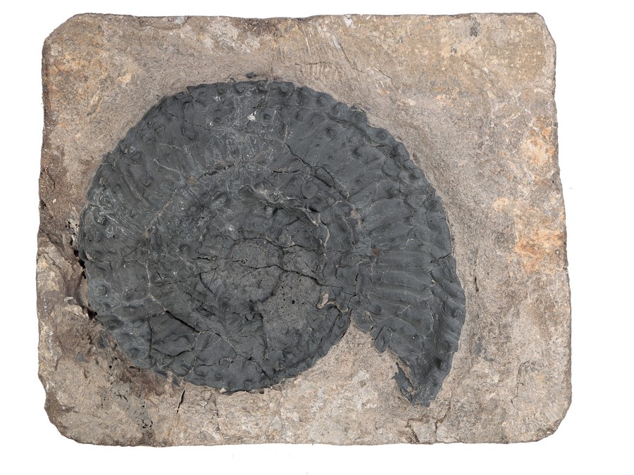 Ammonit (Trachyceras aon)