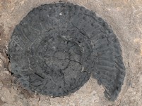 Ammonit (Trachyceras aon)