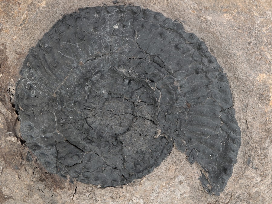Ammonit (Trachyceras aon)
