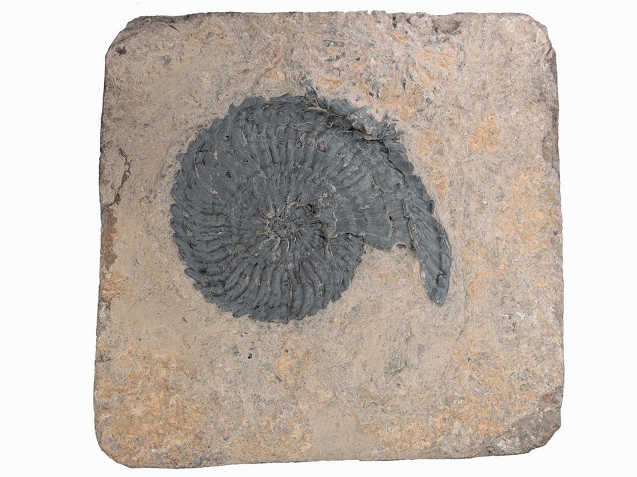 Ammonit (Trachyceras aon)