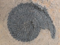 Ammonit (Trachyceras aon)