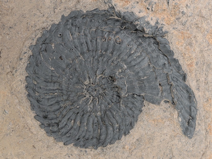 Ammonit (Trachyceras aon)