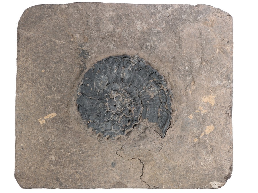Ammonit (Trachyceras aon)