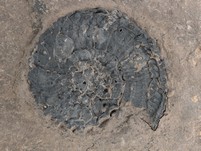 Ammonit (Trachyceras aon)