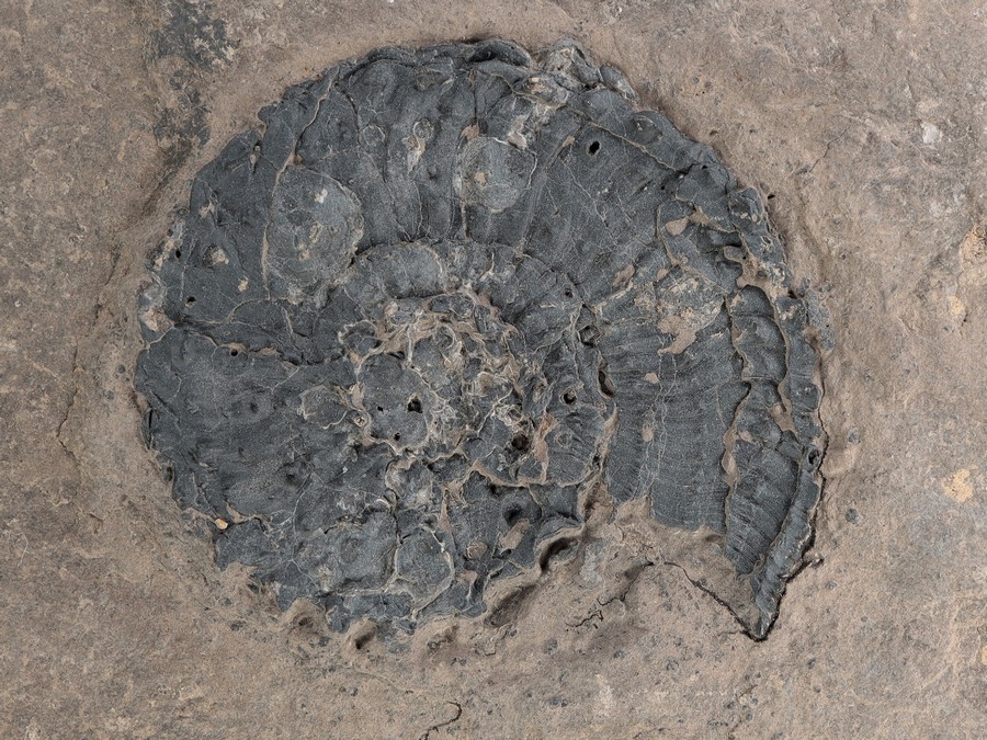 Ammonit (Trachyceras aon)