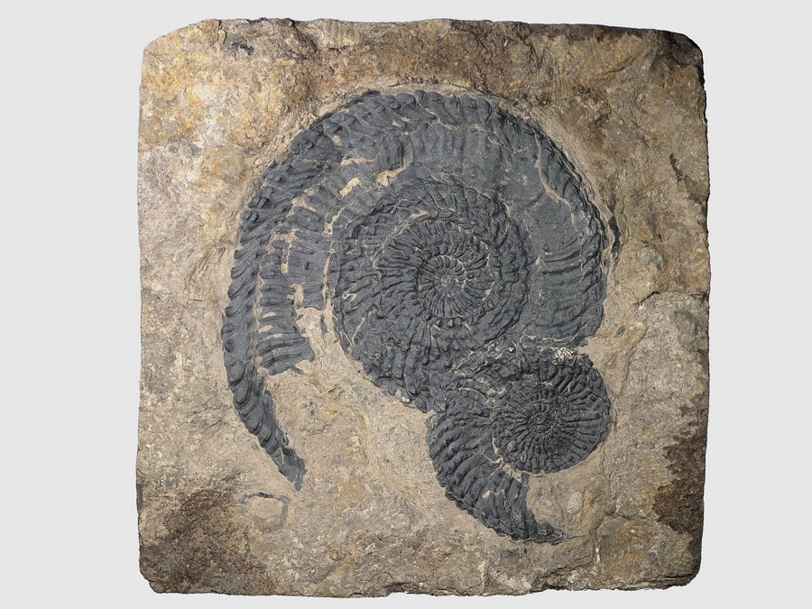 2 Ammoniten (Trachyceras)