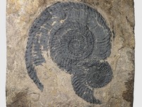 2 Ammoniten (Trachyceras)