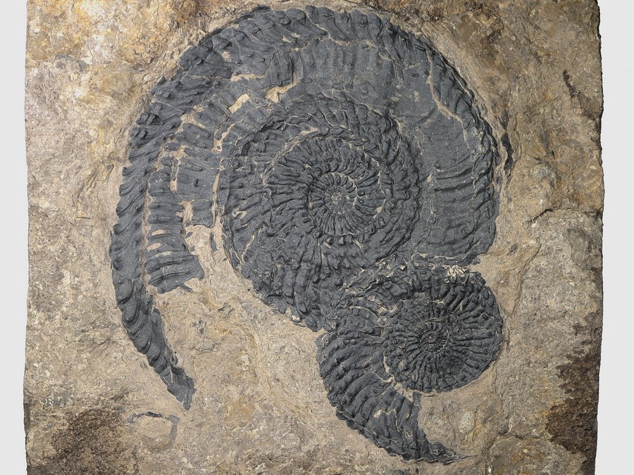 2 Ammoniten (Trachyceras)