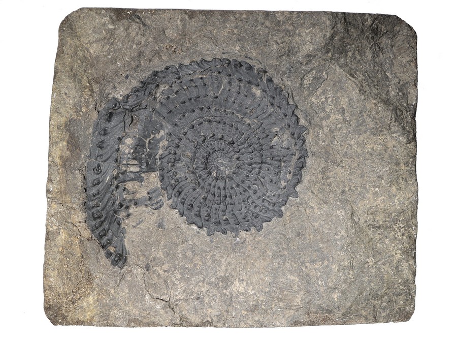 Ammonit (Trachyceras aon)