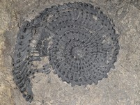 Ammonit (Trachyceras aon)